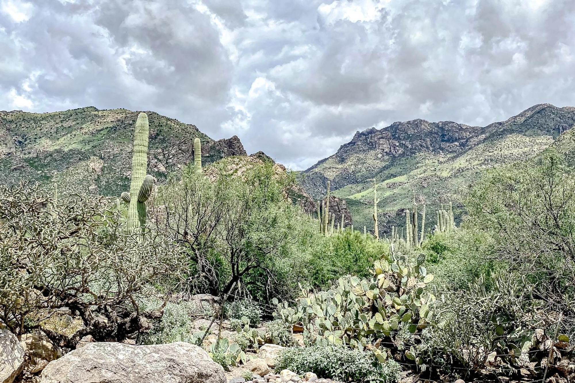 Canyon View Tucson Pokoj fotografie